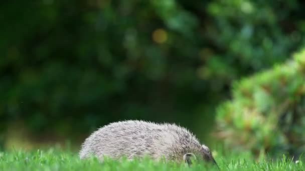 Groundhog Eating Grass Shade Tree — Vídeo de Stock