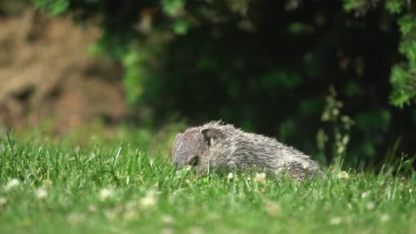 日陰の木の下に草を食べる地上の豚 — ストック動画