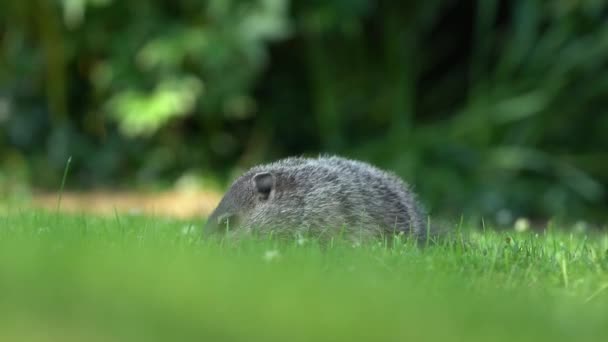 庭で草を食べる地面の豚 — ストック動画