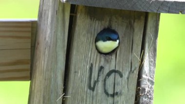 A tree swallow sitting in the opening of a birdhouse.