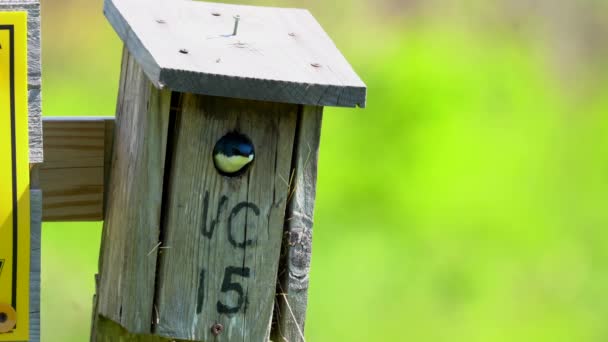 Tree Swallow Sitting Opening Birdhouse — Vídeo de Stock