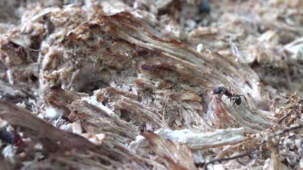 Ants Carrying Things Ant Hole Rotten Log — Stock Video