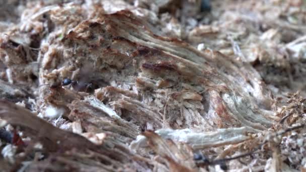 Ants Carrying Things Ant Hole Rotten Log — Video Stock