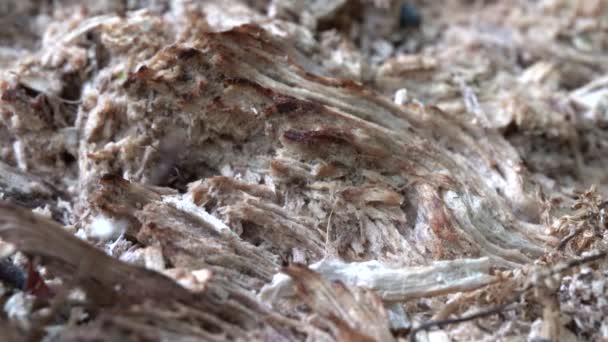 Ants Carrying Things Ant Hole Rotten Log — Vídeo de Stock