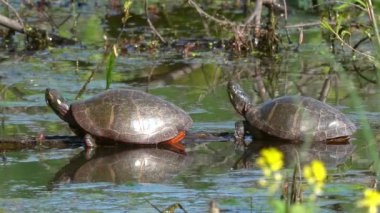 Two painted turtles resting on a submerged log.