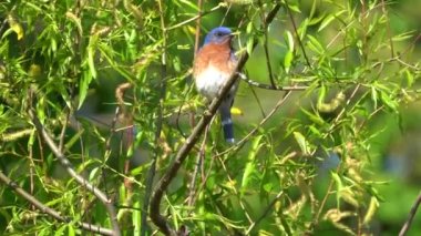 An eastern bluebird sitting on a small branch in the outdoors.