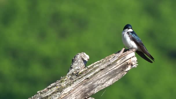 Tree Swallow Sitting Dead Tree Stump — Video Stock