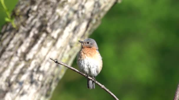 Eastern Bluebird Sitting Small Branch Outdoors — Video