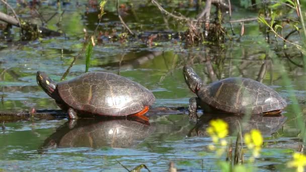 Two Painted Turtles Resting Submerged Log — Stok video