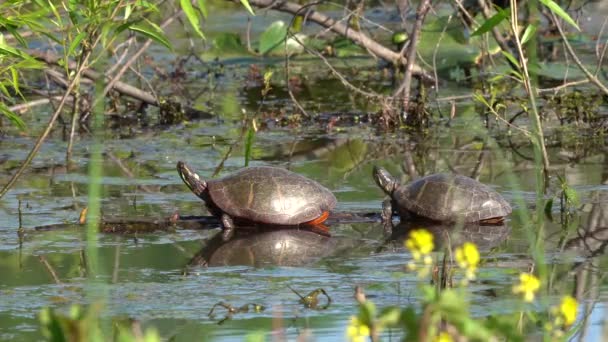 Two Painted Turtles Resting Submerged Log — Stok video