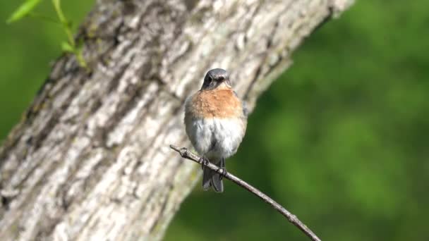 屋外の小さな枝に座って羽を前にして東のブルーバード — ストック動画