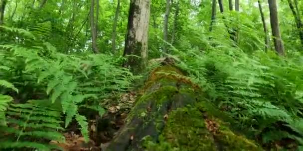 Moving Moss Covered Rotten Log Bordered Ferns Forest — Stock Video