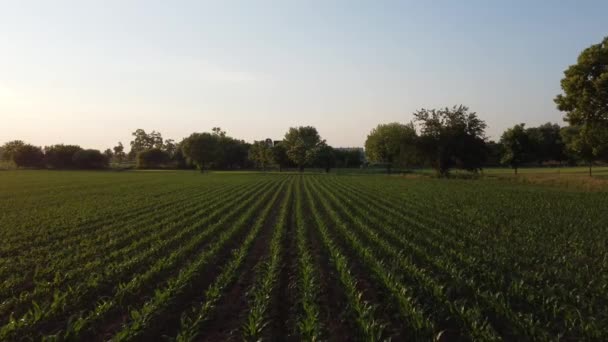 Flying Low Field Corn Late Afternoon Light — Vídeos de Stock