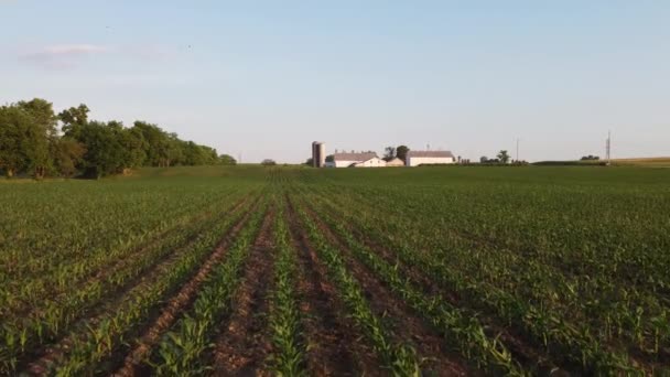 Flying Low Field Corn Late Afternoon Light — Vídeos de Stock