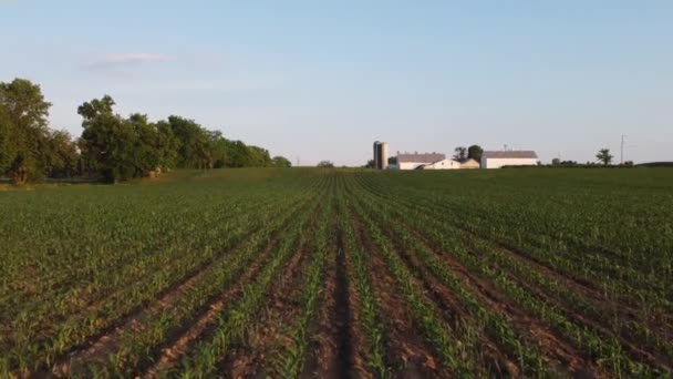 Літає Низько Над Полем Кукурудзи Другій Половині Дня — стокове відео