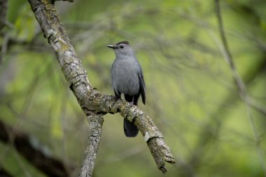 A gray catbird sitting on a branch in the forest.