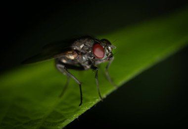 Yaprağın üzerindeki sineğin makro görüntüsü..