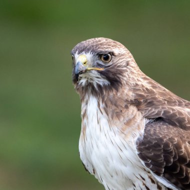 A portrait of a red tailed hawk.