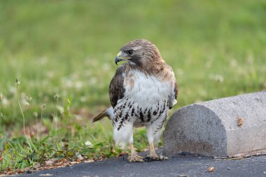 A red tailed hawk on the ground looking for cicadas.