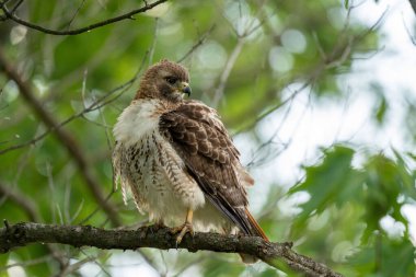 A red tailed hawk sitting in a tree.