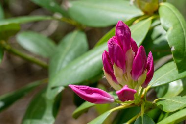 The beauty of the Rhododendron Starting to Bloom on the mountain.