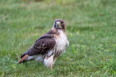 A red tailed hawk on the ground looking for cicadas.