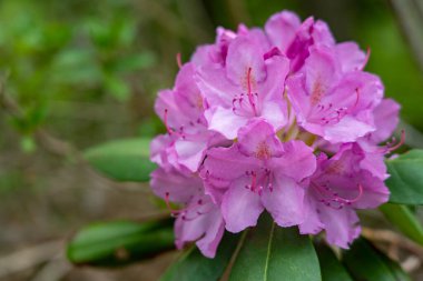 The beauty of the Rhododendron Starting to Bloom on the mountain.