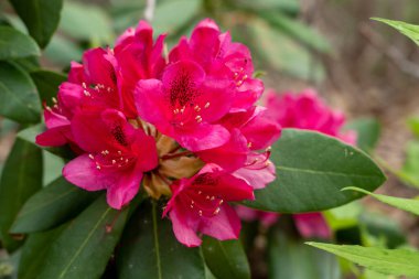 The beauty of the Rhododendron Starting to Bloom on the mountain.