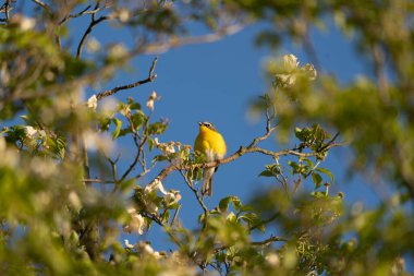 A yellow breasted chat singing from the tree tops.