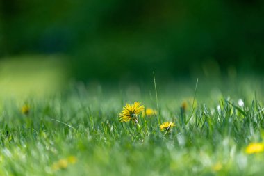 A Yellow Dandelion in the Grass with copy space in the background.