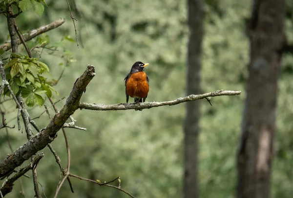 American Robin Perched Branch Forest — Fotografia de Stock