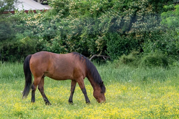 Brown Horse Grazing Pasture Yellow Flowers — 图库照片
