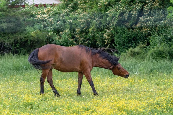 Ein Braunes Pferd Das Auf Der Weide Mit Gelben Blumen — Stockfoto