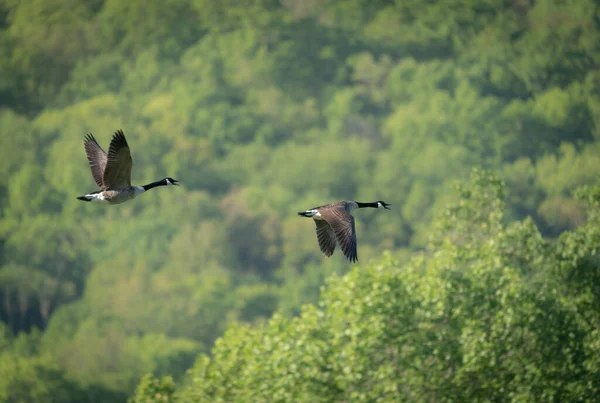 Two Canada Geese Flying Forested Landscape — Stock Fotó