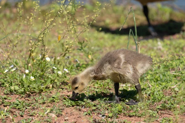 Canada Goose Gosling Shore Lake — 图库照片