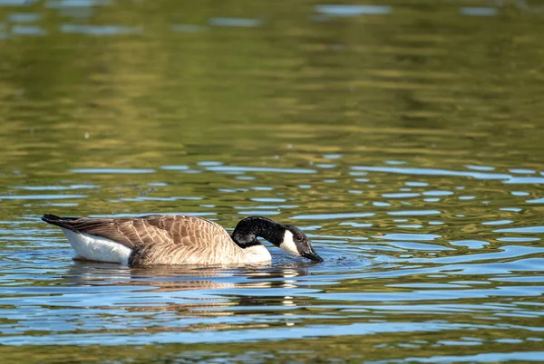 Canada Goose Swimming Lake Its Beak Water — Stock Photo, Image