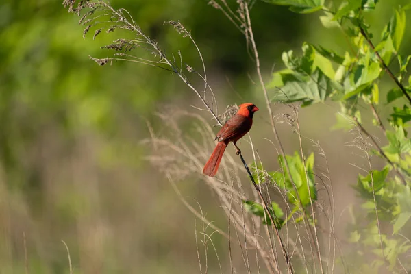 Cardinal Sitting Small Branch Outdoors — Fotografia de Stock