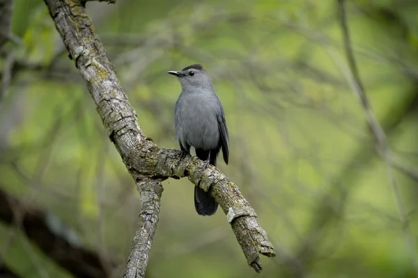 Gray Catbird Sitting Branch Forest — Foto de Stock