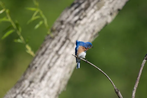 Ein Östlicher Blauvogel Sitzt Auf Einem Ast Und Beobachtet Ein — Stockfoto
