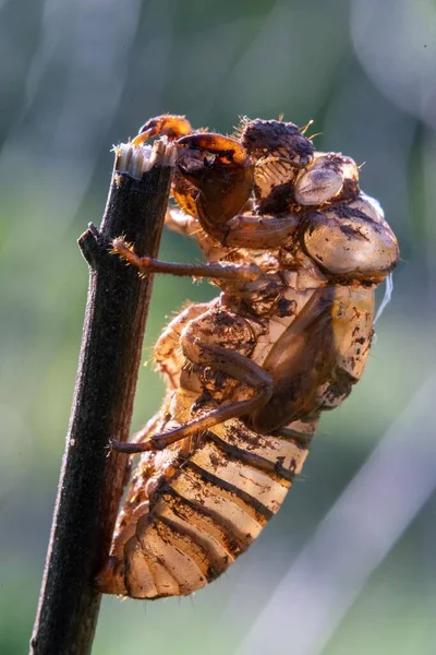 Empty Locust Shell Broken Grass Stem — Φωτογραφία Αρχείου