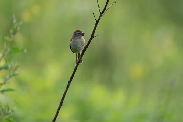 Field Sparrow Spider Its Beak — Foto de Stock