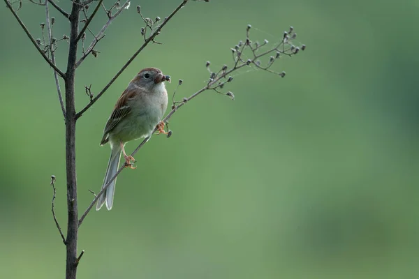 Field Sparrow Spider Its Beak — Foto de Stock
