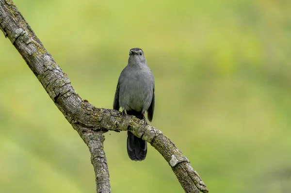 Gray Catbird Sitting Branch Forest — 图库照片