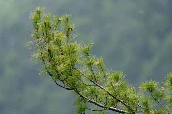 Isolated Pine Tree Bough Blurred Green Background — 图库照片