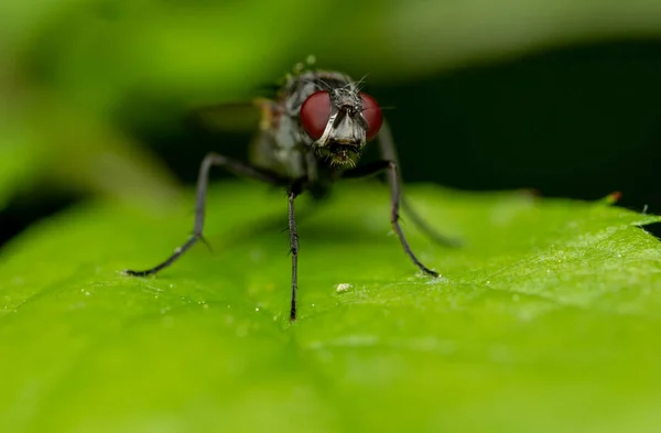 Makroaufnahme Einer Fliege Auf Einem Blatt — Stockfoto