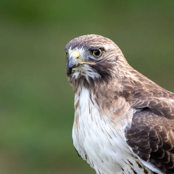 A portrait of a red tailed hawk.