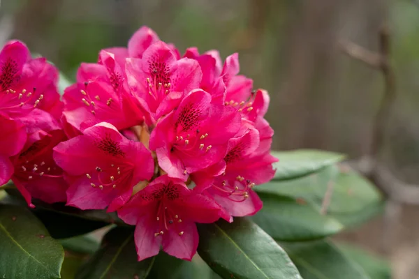 Beauty Rhododendron Starting Bloom Mountain — Foto Stock