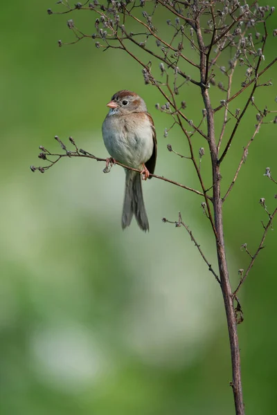 Small Sparrow Songbird Sitting Weed — Stockfoto