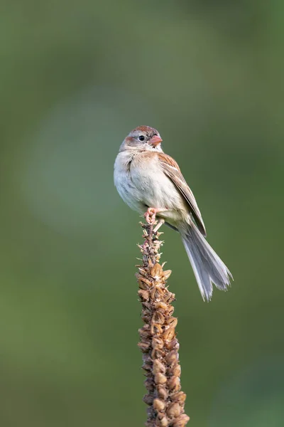 Small Sparrow Songbird Sitting Weed — Stock Fotó