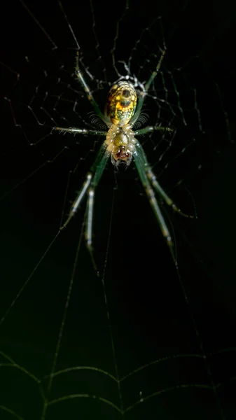 Een Macro Shot Van Een Spin Een Web — Stockfoto